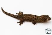 Mniarogekko chahoua - Gecko mousse - Grande Terre - NC 2025 - Mâle 03