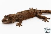 Mniarogekko chahoua - Gecko mousse - Grande Terre - NC 2025 -Femelle 07