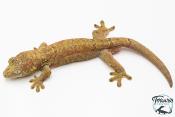 Mniarogekko chahoua - Gecko mousse - Grande Terre - NC 2025 - Mâle 01