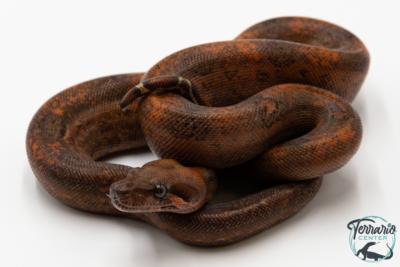 Boa constricteur - Boa imperator Leopard Mandarine Belly 