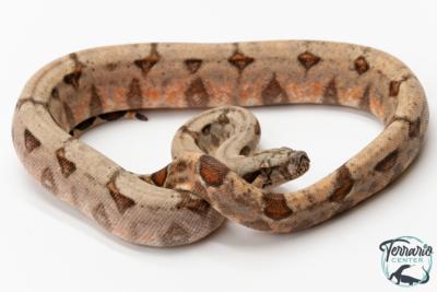 Boa constricteur - Boa imperator Mandarine Belly 