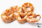 Boa constricteur - Boa imperator Junglow Kahl 