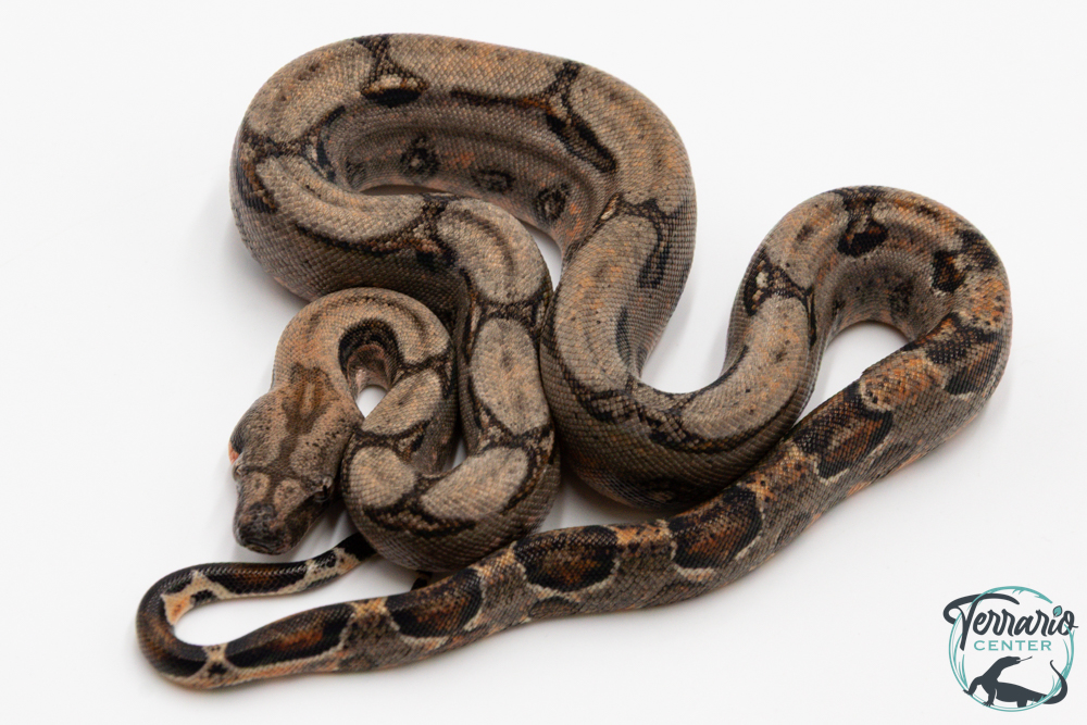 Boa constricteur - Boa imperator Mandarine Belly 