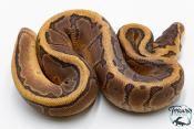 Python royal - Python regius Pinstripe Yellow Belly