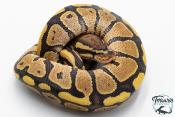 Python royal - Python regius Vanilla
