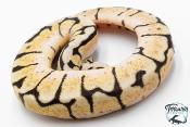 Python royal - Python regius Bumblebee