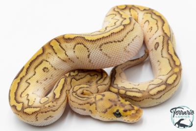 Python royal - Python regius Clown Lesser