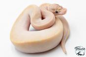 Python Royal - Python regius Ivory