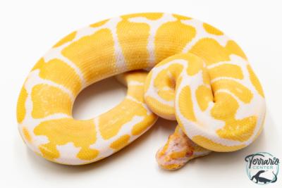Python royal - Python regius Albinos