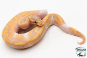 Python royal - Python regius Banana Piebald