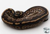Python royal - Python regius Black Pastel