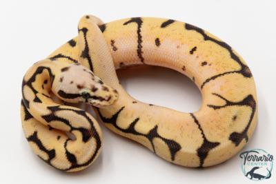 Python royal - Python regius Bumblebee Fire