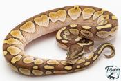 Python royal - Python regius Butter