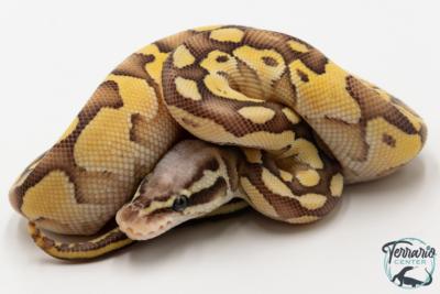 Python royal - Python regius Butter Pastel Vanilla