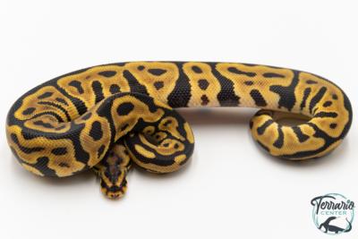 Python royal - Python regius Enchi Leopard Spotnose