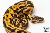 Python royal - Python regius Enchi Leopard Pastel Yellow Belly