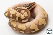 Python royal - Python regius Enchi Lesser Pastel