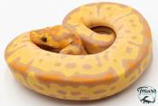 Python royal - Python regius Banana Clown
