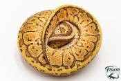 Python royal - Python regius Lemon Blast Yellow Belly