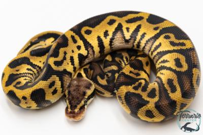 Python royal - Python regius Leopard Pastel