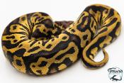 Python royal - Python regius Leopard Pastel