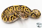 Python royal - Python regius Leopard Pastel Spotnose