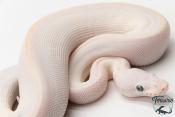 Python Royal - Python regius Leucistic