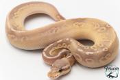 Python royal - Python regius Banana Black Pewter