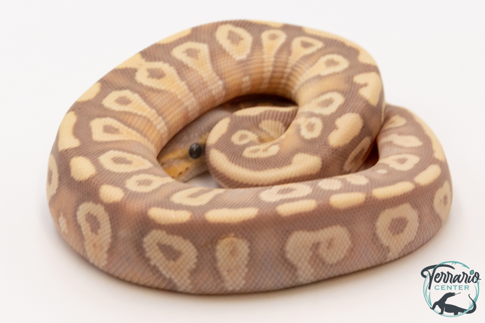 Python royal - Python regius Banana Mojave