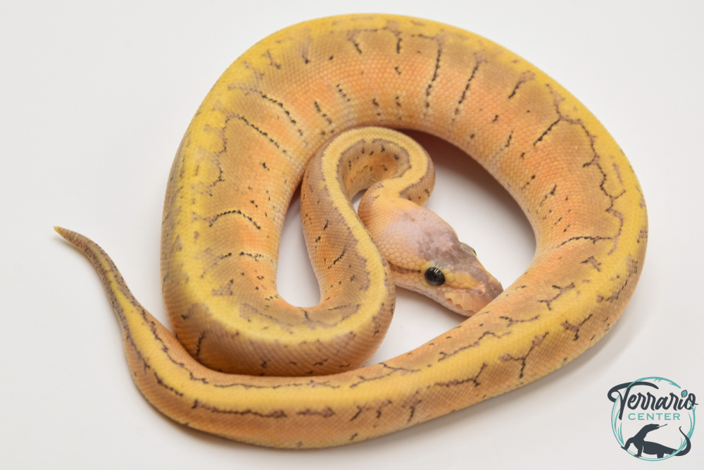 Python royal - Python regius Super Blast