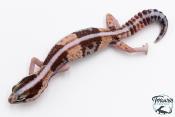 Hemitheconyx caudicinctus - Gecko à queue grasse - Femelle &#9792; A2