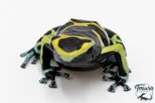 Dendrobates leucomelas - Rainette jaguar Cerro Autana