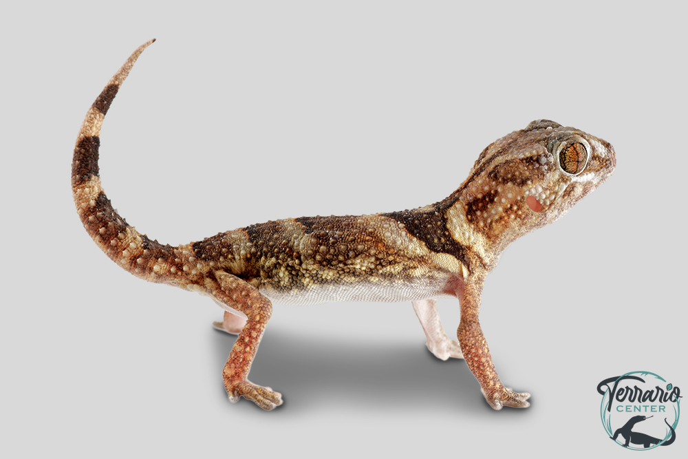 Chondrodactylus angulifer - Gécko géant commun