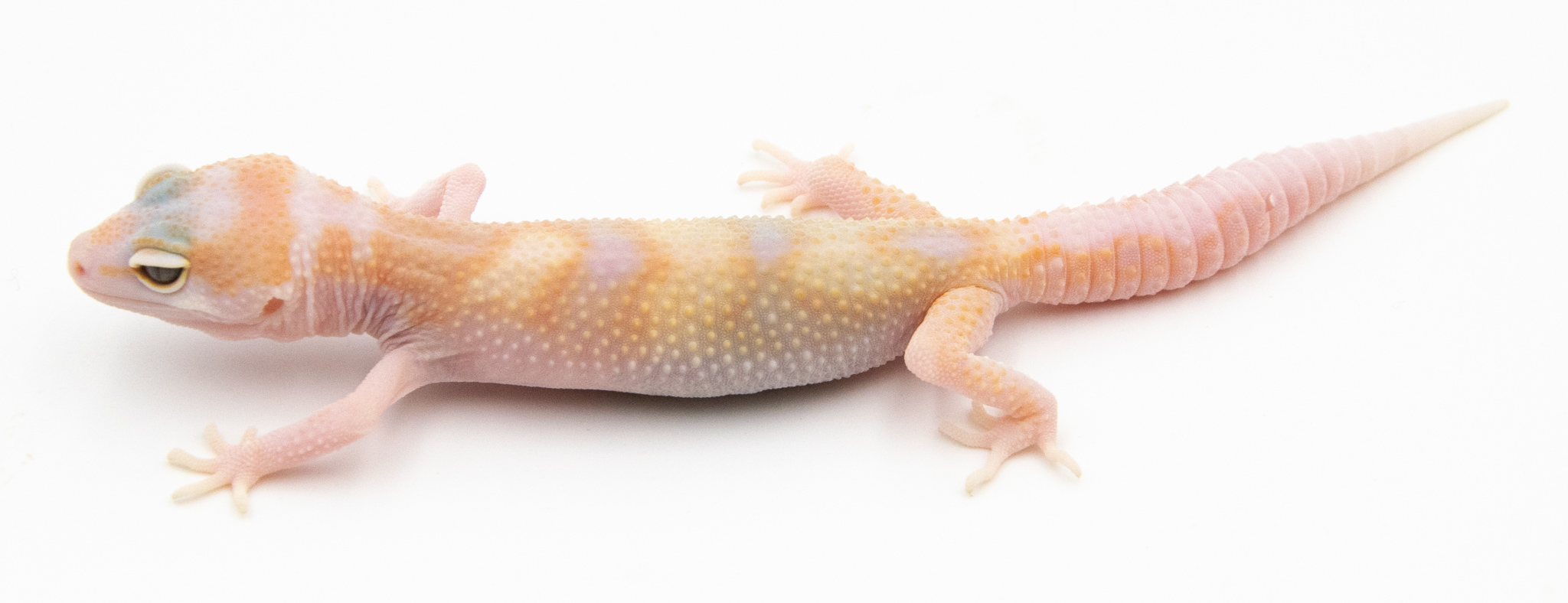 EG01 - Gecko Léopard - Eublepharis Macularius White & Yellow Sunglow - non sexé - NC 2022