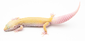 EJ165 - Gecko Léopard - Eublepharis Macularius Murphy Patternless Tremper - &#9792; - NC 2021