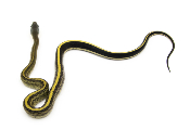 Orthriophis taeniurus Grabowskyi - Serpent-Ratier de Grabowskyi - NC 2022