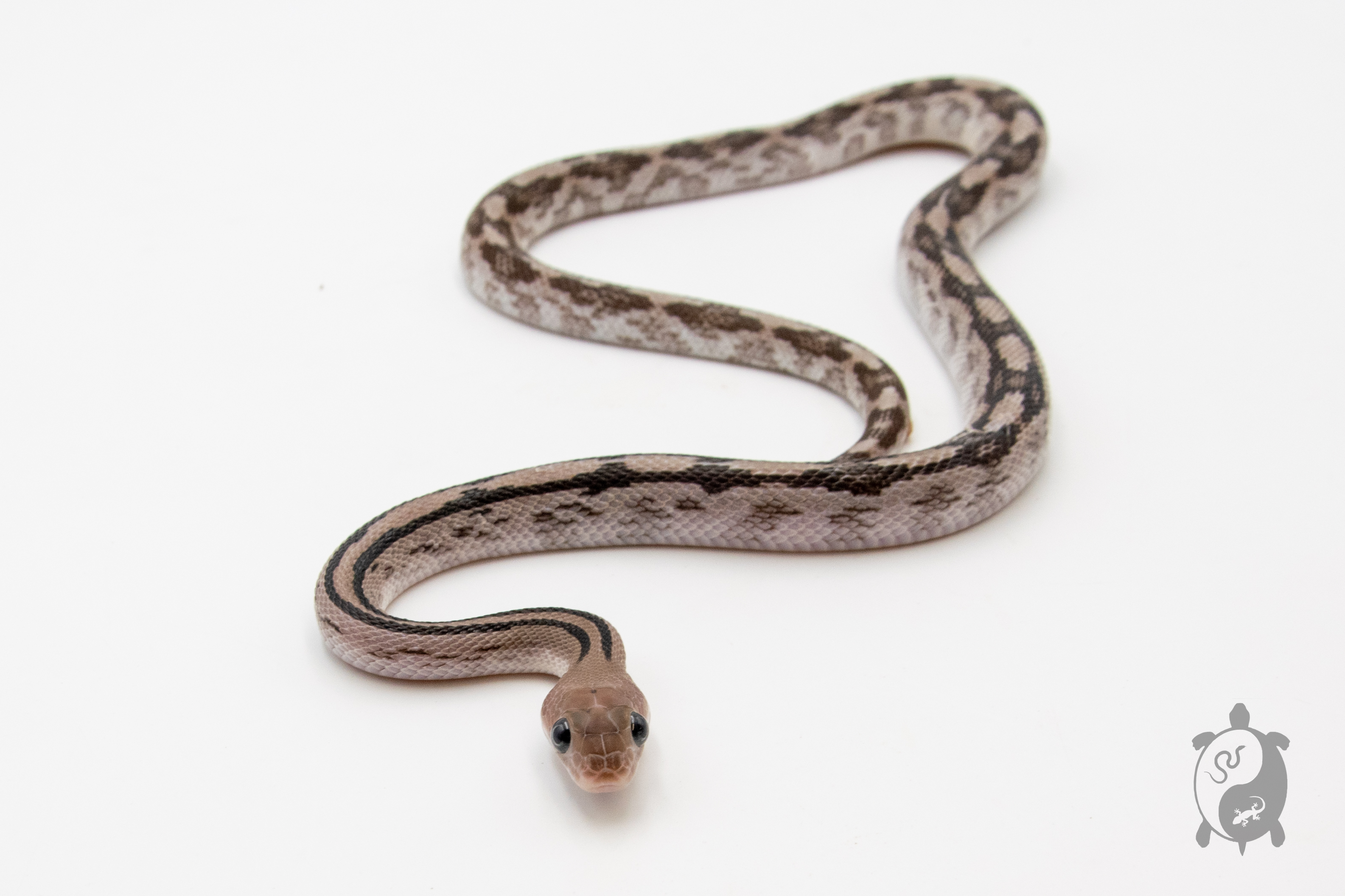 Bogertophis subocularis Axanthic - Serpent ratier du Trans-Pecos - Mâle