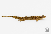 Lepidodactylus Lugubris - Gecko nain