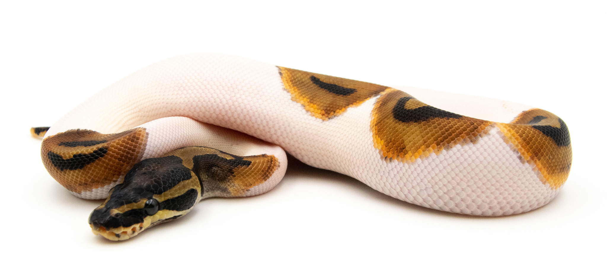Python regius Piebald