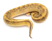 Python royal - Python regius Champagne Yellow Belly