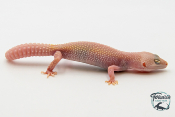 EM67 - Gecko Léopard - Eublepharis Macularius Blizzard - Femelle