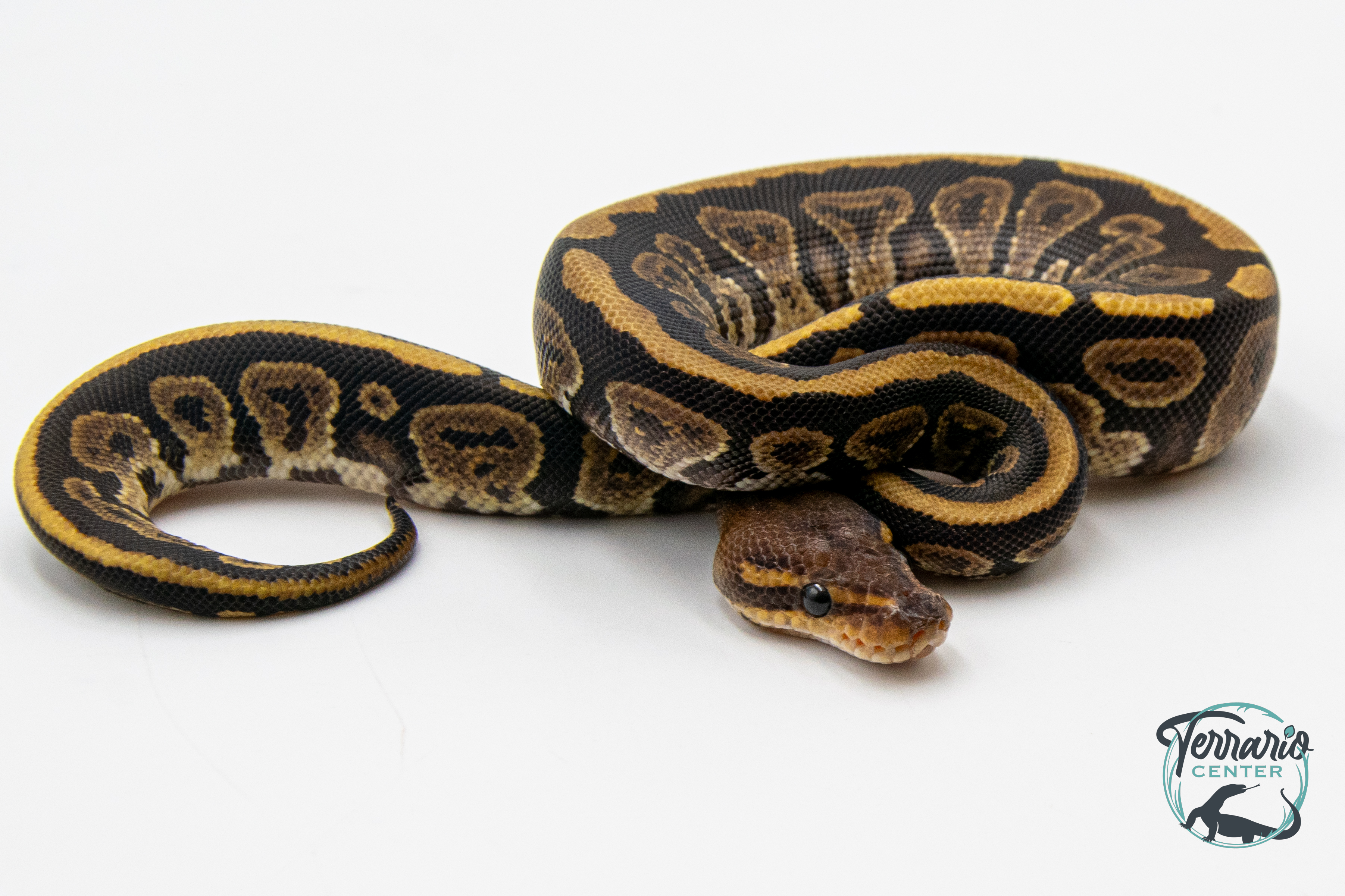 Python royal - Python regius Vanilla Mahogany
