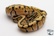 Python royal - Python regius Spider Mojave