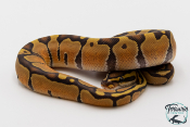 Python royal - Python regius Enchi Hypo 