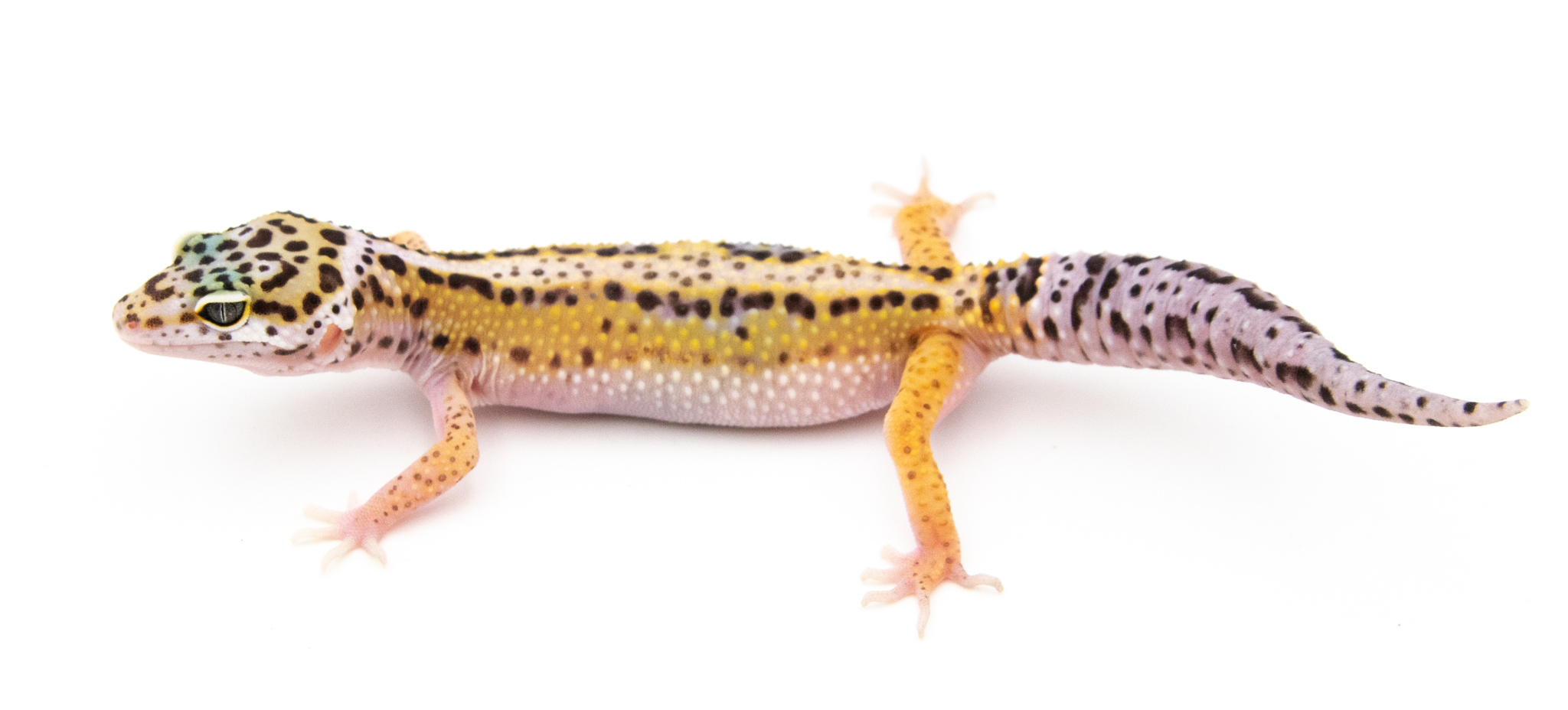 EM26 - Gecko Léopard - Eublepharis Macularius Stripe - non sexé - NC 2022