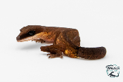 Aeluroscalabotes felinus - Gecko chat - NC 2025