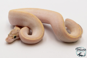 Python Royal - Python regius Ivory