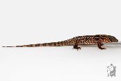 Salvator rufescens - Tegu rouge