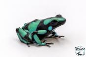 Dendrobates auratus - Dendrobate doré "Bahia Solano"