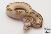 Python royal - Python regius Highway Pastel